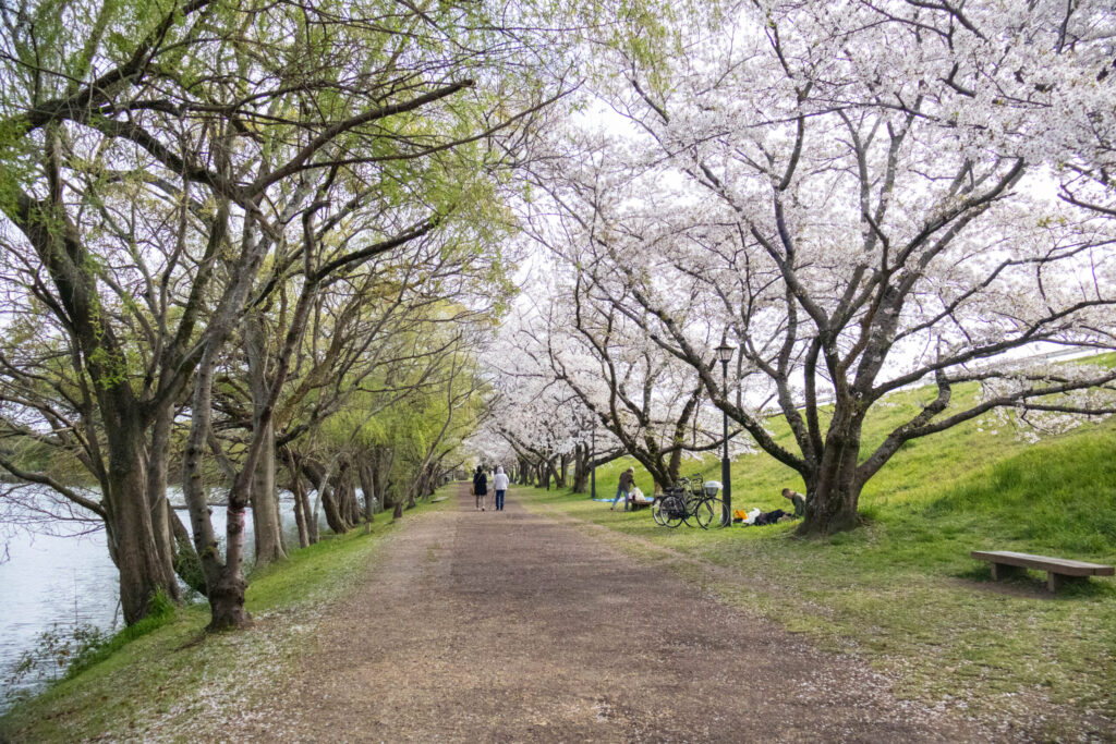 桜の名所「酒津公園」