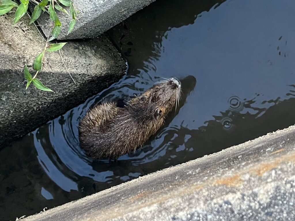 用水路にいたヌートリア