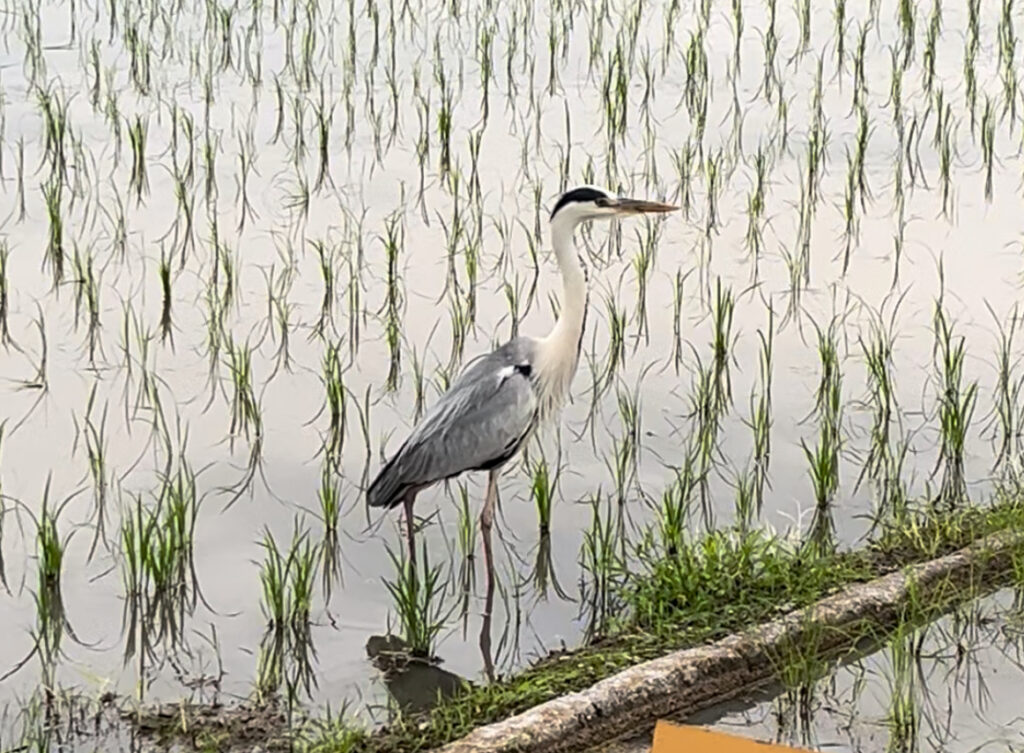 街中の田んぼにいたサギ